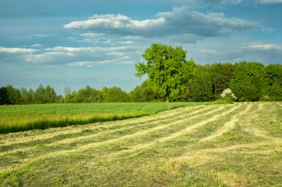Field Before Mowing