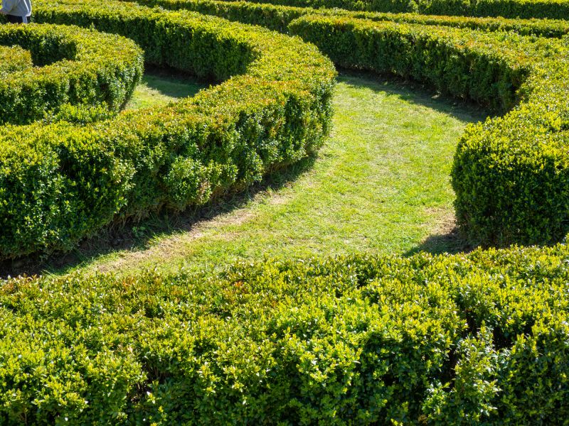 Healthy Regrowth After Mowing